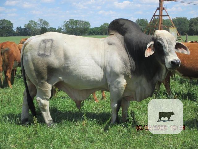 Cattle Range Listing Photo