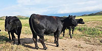 7 Angus & Red Angus 1st-Calf Pairs... Southwest OK