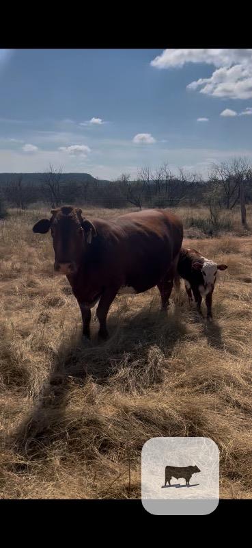 Cattle Range Listing Photo