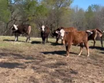 Cattle Range Listing Photo