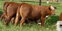 15 'RWF' Crossbred Rep Heifers... Central TX
