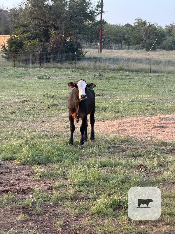 Cattle Range Listing Photo