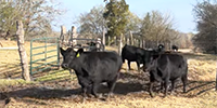 10 Angus & Angus Cross 2nd-Calf Pairs... Northeast TX