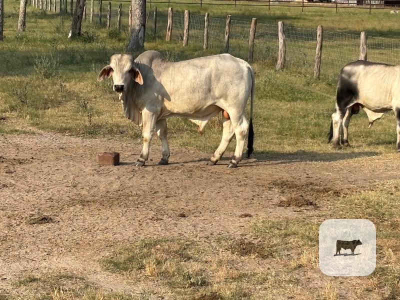 Cattle Range Listing Photo