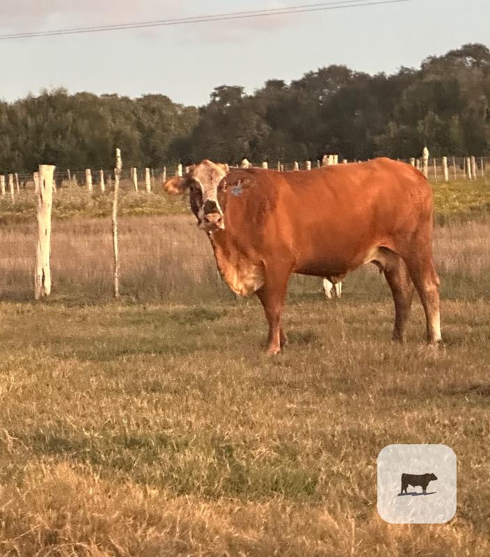 Cattle Range Listing Photo