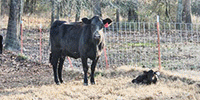 10 Angus & BWF 2nd-Calf Pairs... Central AR