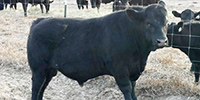 2 Reg. Angus Bulls... South TX