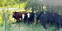 92 Angus & BWF Rep. Heifers... Central MO
