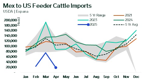 Mexican Feeder Cattle Exports to U.S. Significantly Lower in 2025