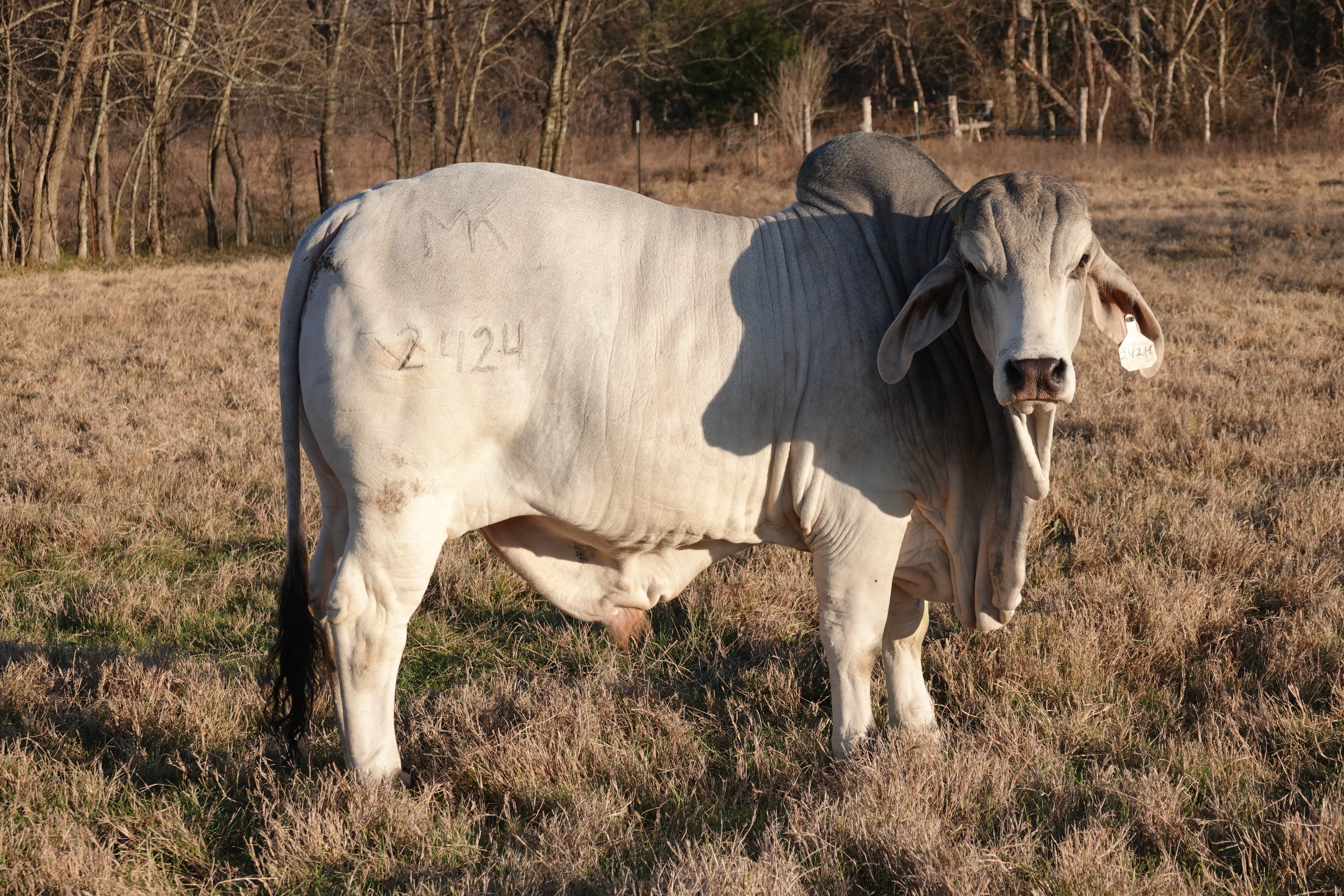 Cattle Range Listing Photo