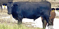 1 Reg. Fullblood Wagyu Bull... Southwest LA