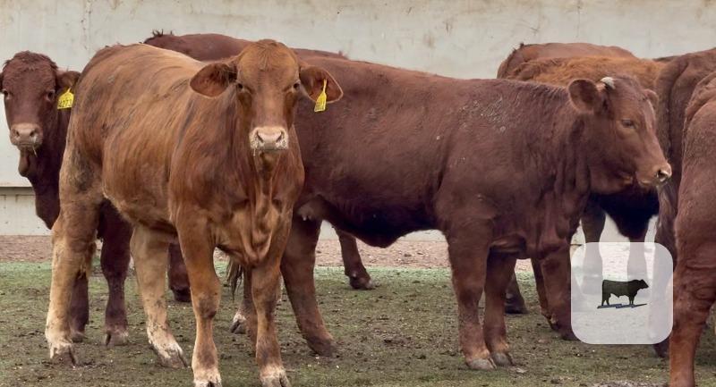 Cattle Range Listing Photo