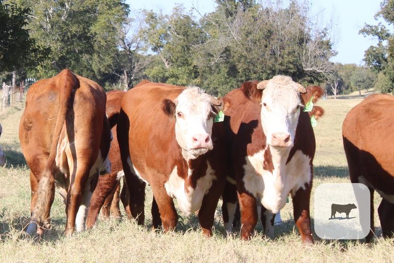 Cattle Range Listing Photo