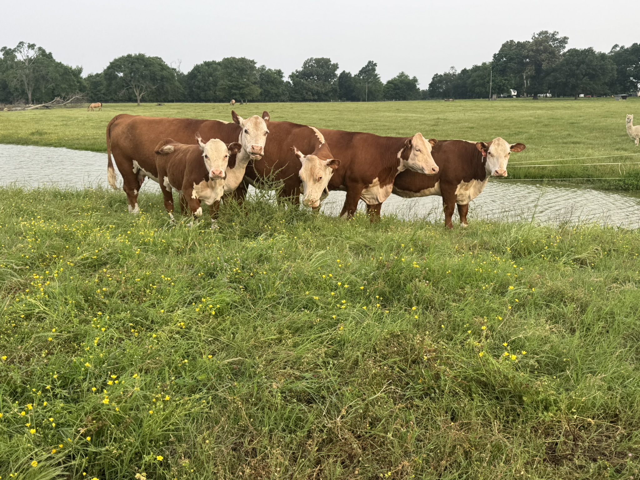 Cattle Range Listing Photo