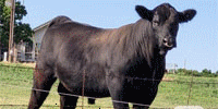 5 Reg. Angus, ChiAngus & Chianina Bulls... North TX
