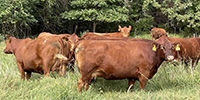 20 Red Angus & RWF Cows... Southwest MO