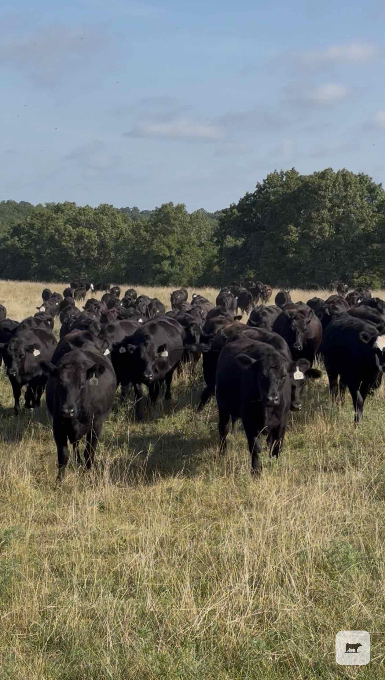 Cattle Range Listing Photo