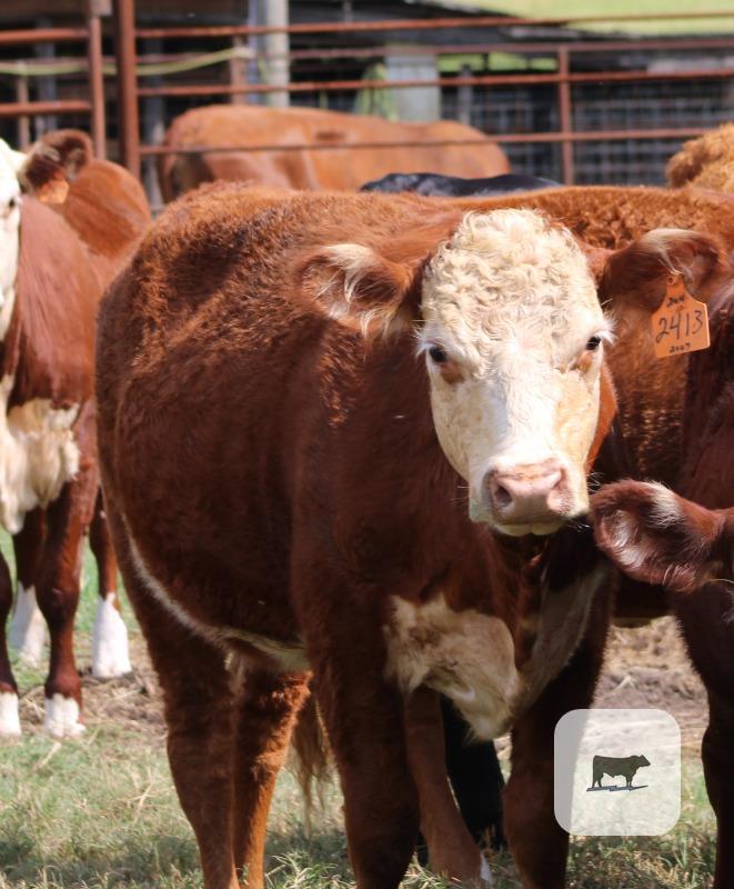 Cattle Range Listing Photo