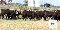 97 Mixed Breed Stocker Steers... Central TX