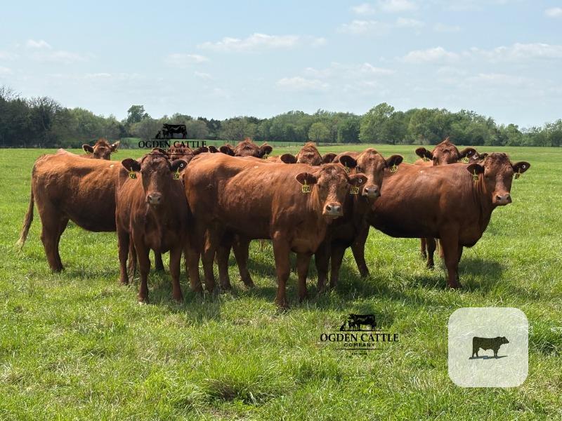 Cattle Range Listing Photo