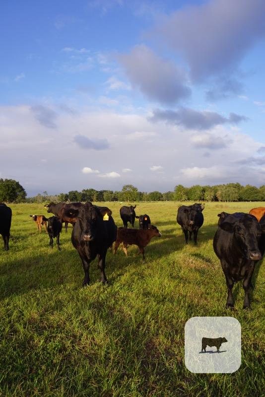 Cattle Range Listing Photo 6