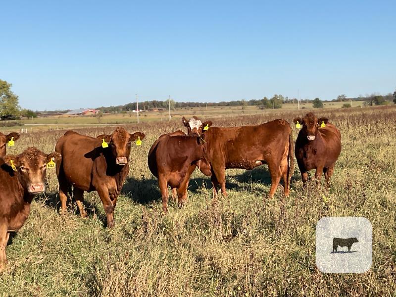 Cattle Range Listing Photo 3