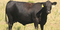 40 Angus & BWF Cows... TX Panhandle