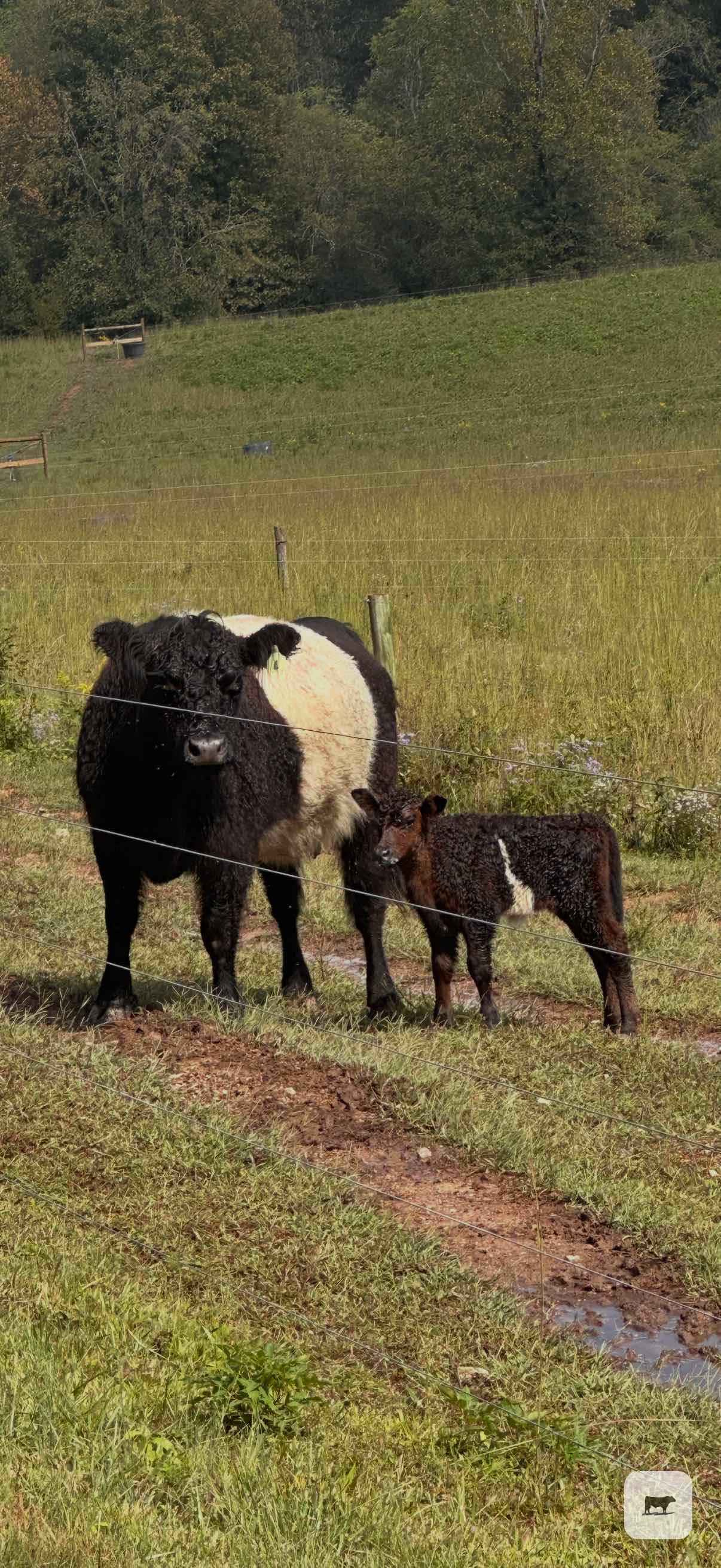 Cattle Range Listing Photo