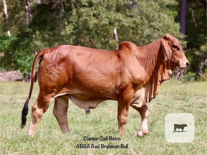 Cattle Range Listing Photo