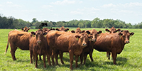 40 Red Angus & Red Baldy Cows... Southwest MO