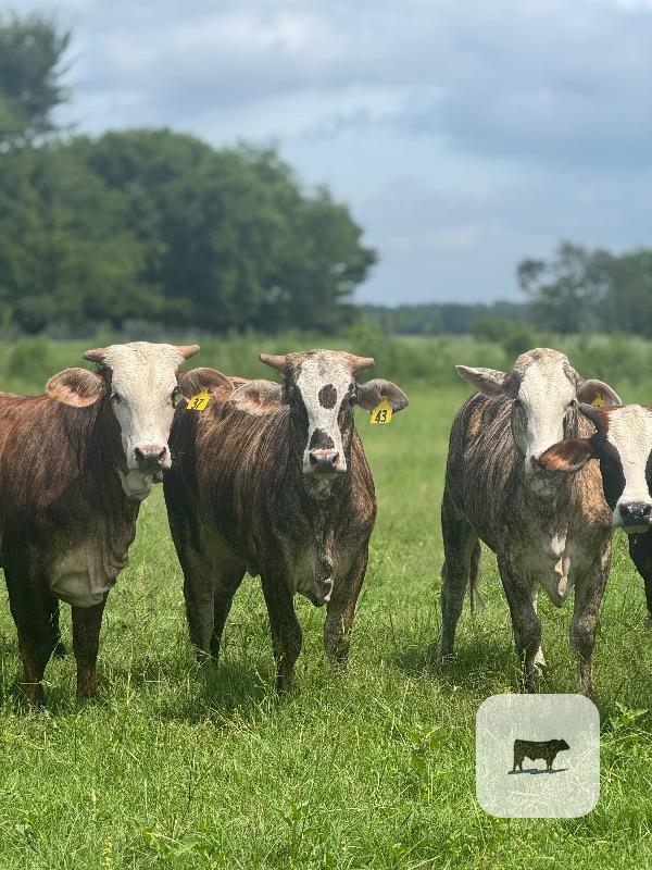 Cattle Range Listing Photo