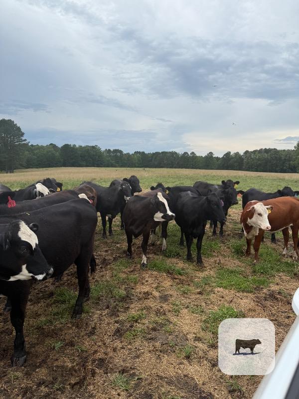 Cattle Range Listing Photo