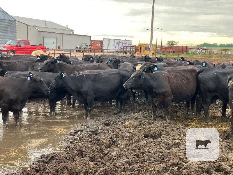 Cattle Range Listing Photo