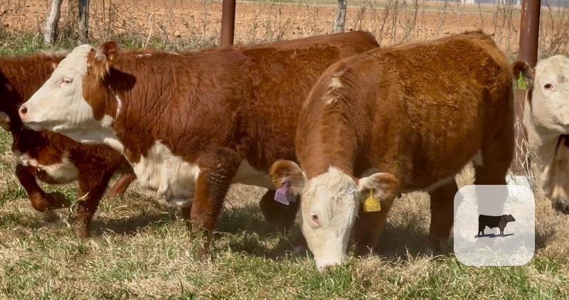Cattle Range Listing Photo