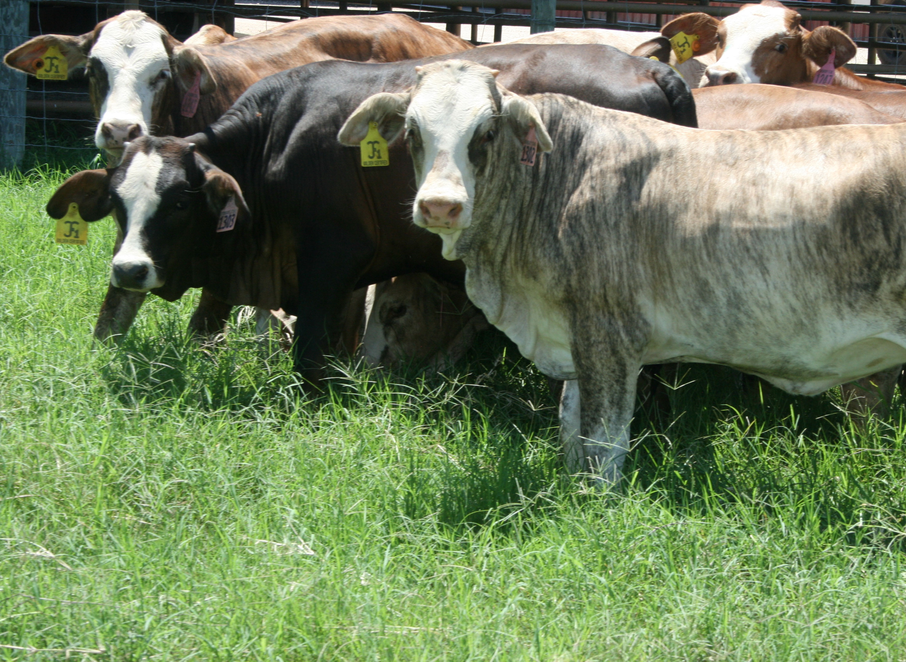 Cattle Range Listing Photo