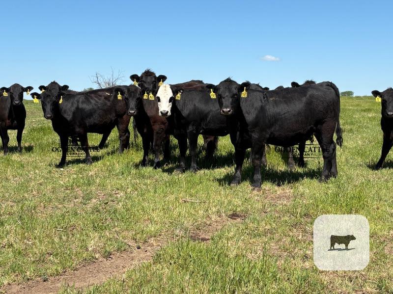 Cattle Range Listing Photo