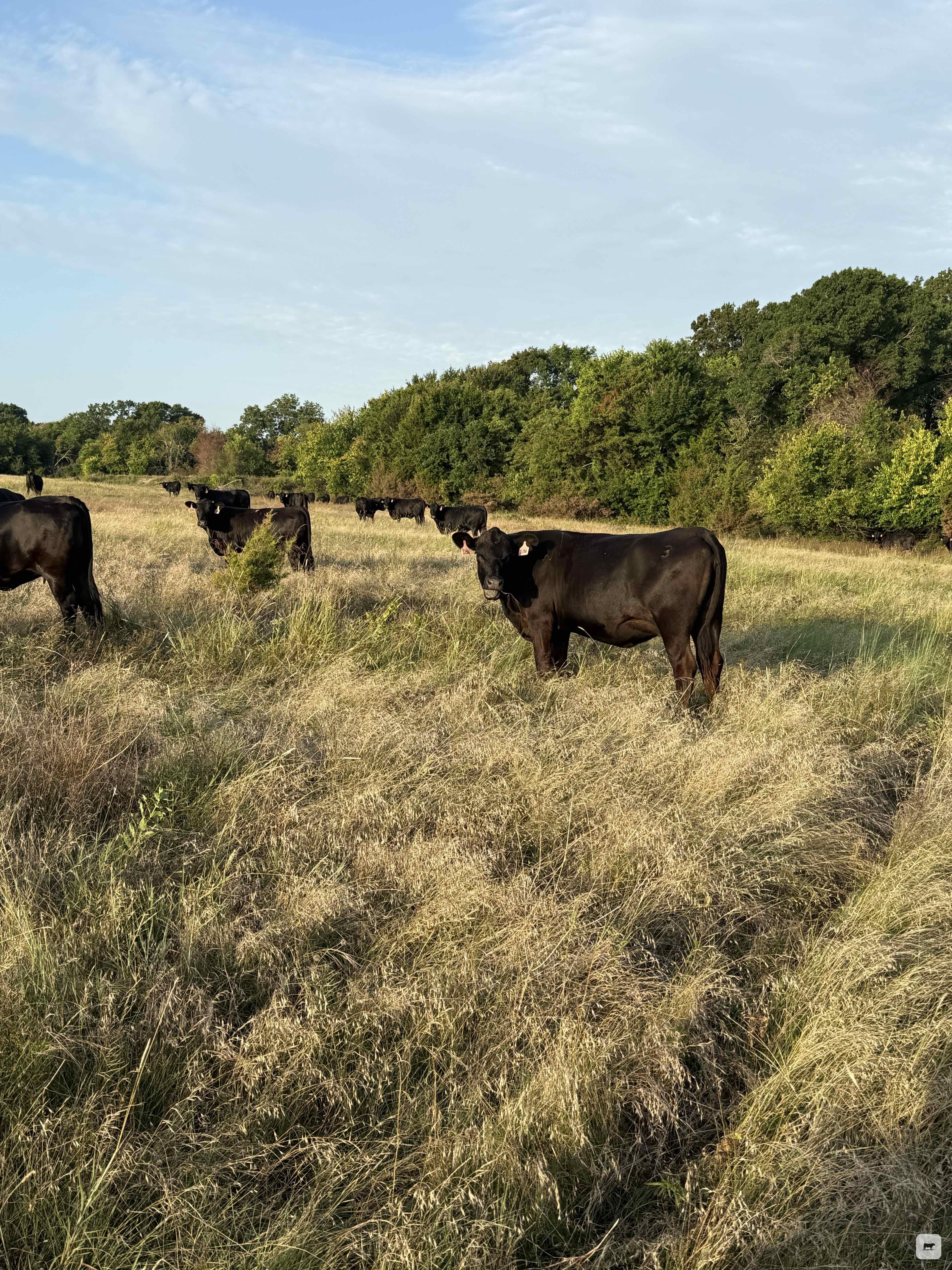 Cattle Range Listing Photo