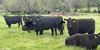 40 Angus Cows... Southwest MO