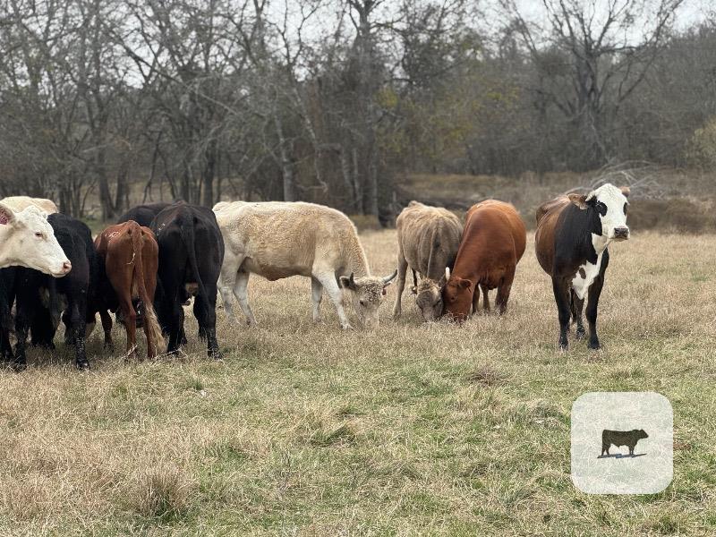Cattle Range Listing Photo