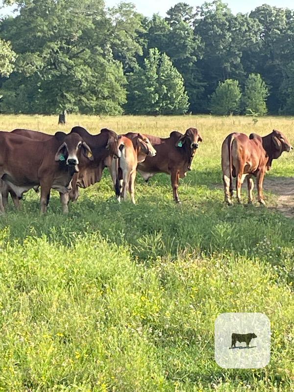 Cattle Range Listing Photo