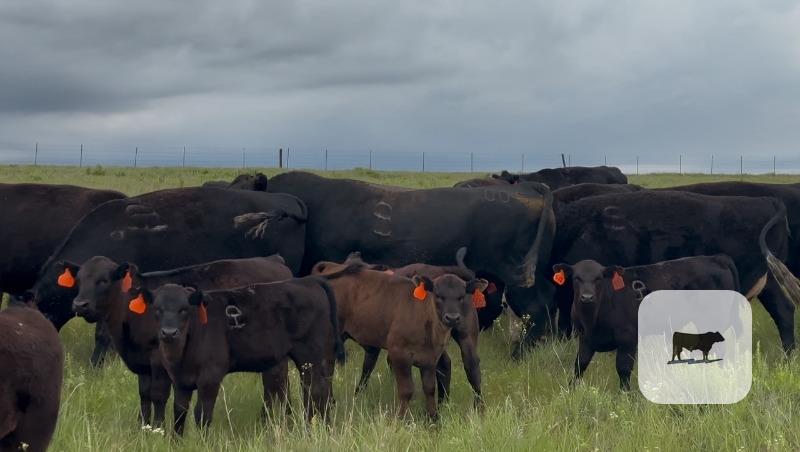 Cattle Range Listing Photo