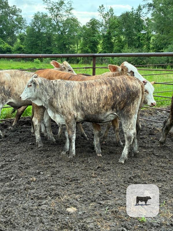 Cattle Range Listing Photo