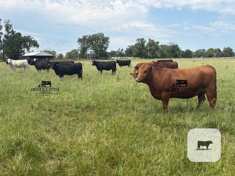 Cattle Range Listing Photo