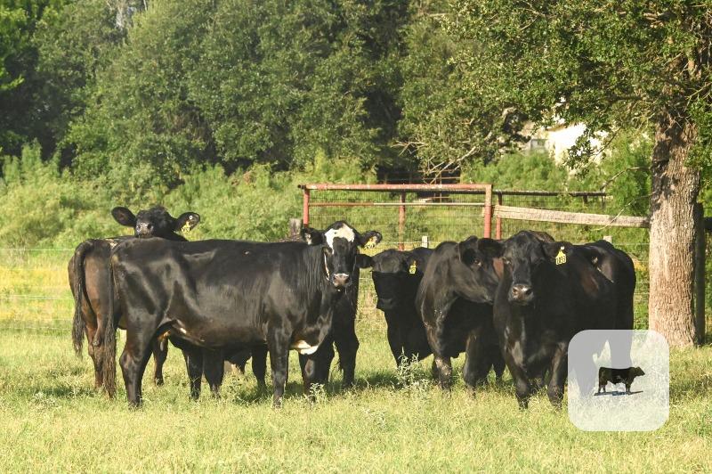 Cattle Range Listing Photo