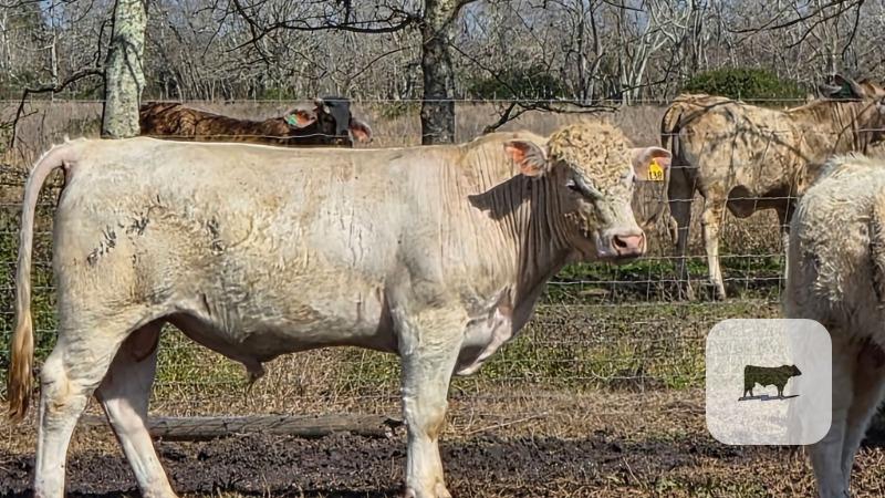 Cattle Range Listing Photo