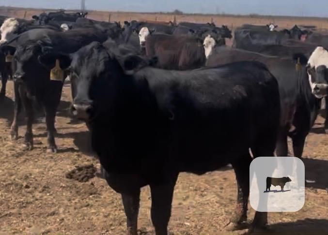 Cattle Range Listing Photo