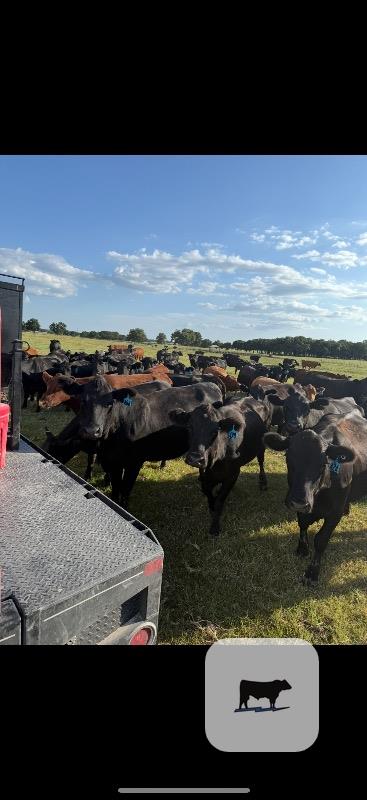 Cattle Range Listing Photo 4