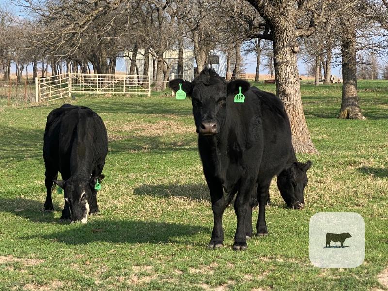 Cattle Range Listing Photo