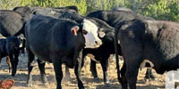 7 Angus/Brangus 'BMF' 1st-Calf Pairs... Central TX