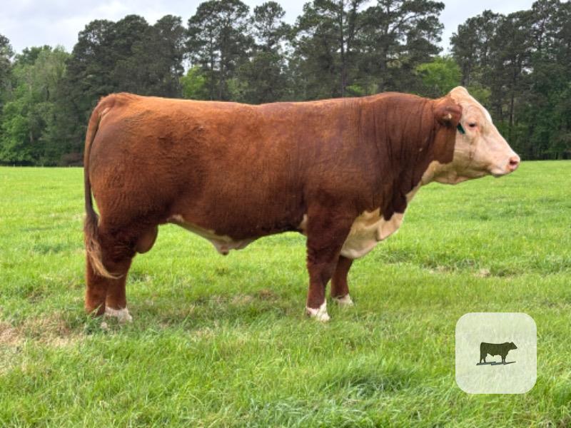 Cattle Range Listing Photo